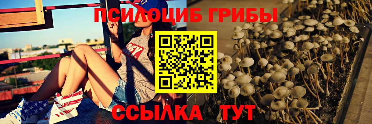 сколько стоит  Кудымкар  Галлюциногенные грибы Cubensis 